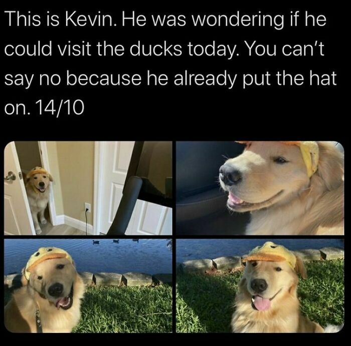 Cute dog memes photo collage of a golden retriever named Kevin wearing a duck hat to visit the ducks.