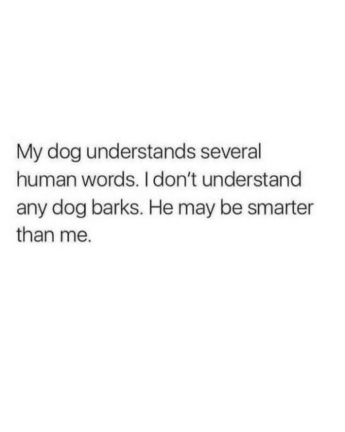Text-based dog memes post discussing how dogs understand human words and might be smarter than us.