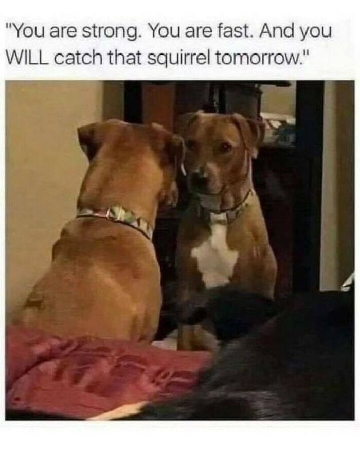 Dog memes showing a pit bull looking into a mirror for a daily motivational pep talk.