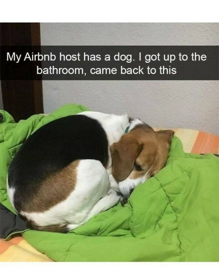 Relatable dog memes photo of a small tricolor beagle curled up comfortably on a green bed blanket