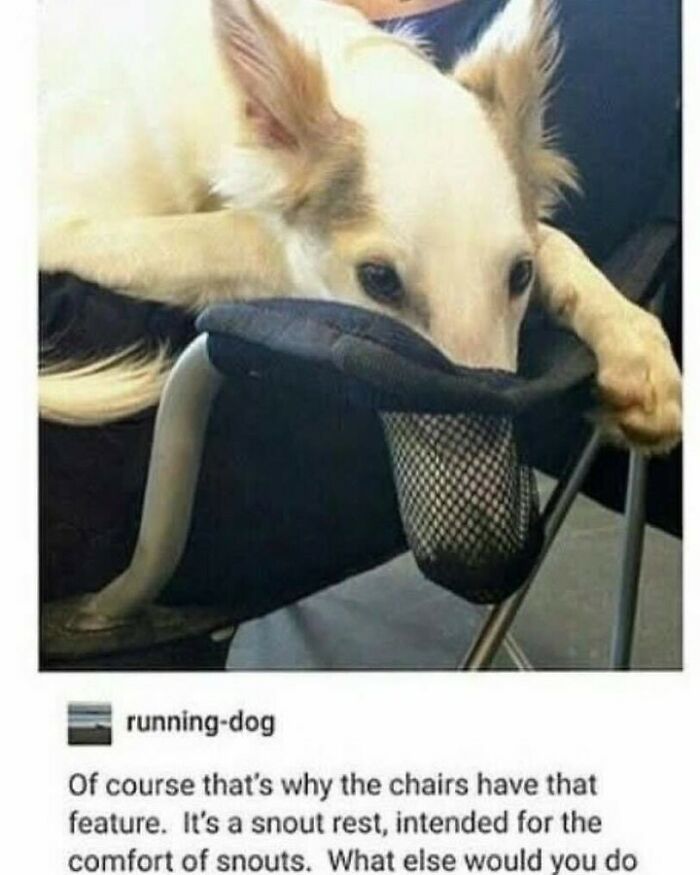 Funny dog meme featuring a white dog resting its snout through the cup holder mesh of a lawn chair.