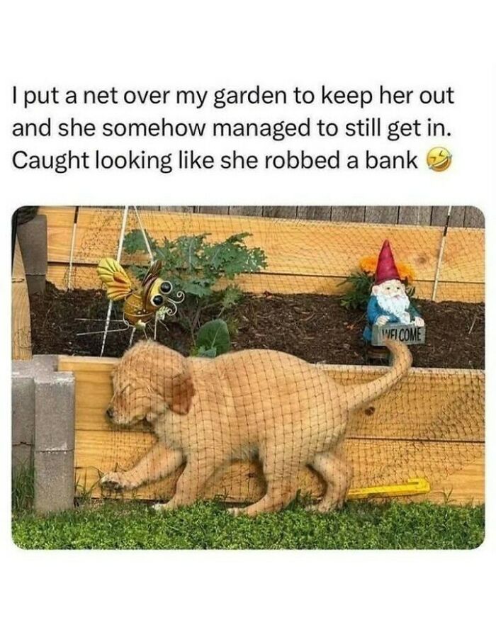 Cute dog meme showing a golden retriever puppy stuck under garden netting looking like a robber.
