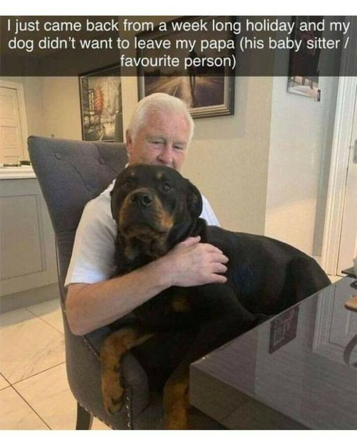 Heartwarming dog meme with a large Rottweiler happily cuddling in an older man's lap on a chair.