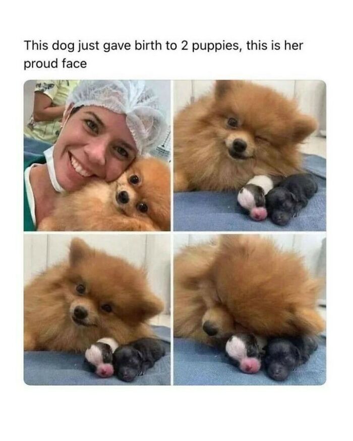 Cute dog memes photo collaged with a fluffy brown Pomeranian proudly lying next to her two newborn puppies