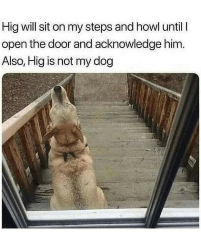Hilarious dog meme of a neighbor's golden retriever sitting on outdoor stairs and howling at the door.