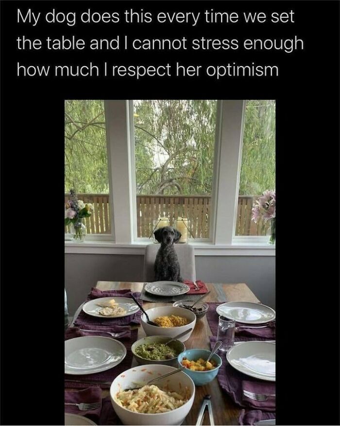 Funny dog memes image showing a grey poodle sitting patiently at a set dinner table expecting food.