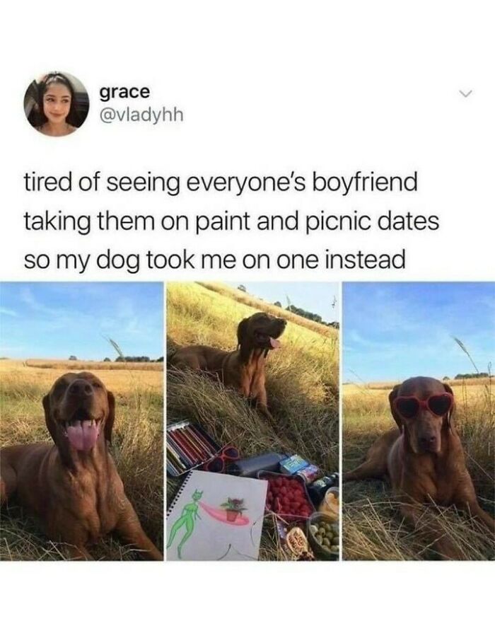 Funny dog memes post featuring a brown dog enjoying a sunny outdoor picnic date in a grassy field