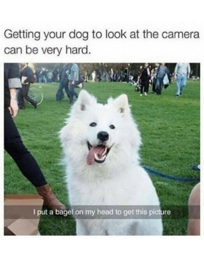 Cute dog memes showing a fluffy white dog smiling at the camera in a park.
