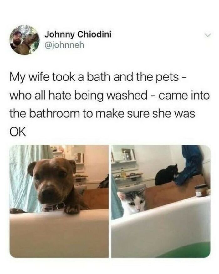 Dog memes showing pets curiously watching their owner in the bathtub to make sure she is safe.