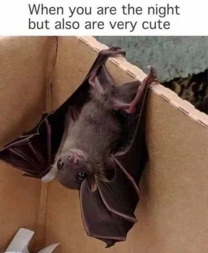 An adorable baby bat hanging inside a cardboard box in wholesome memes.