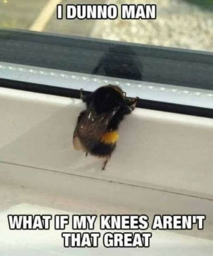 A bumblebee looking through a window in a funny wholesome meme about bees knees.