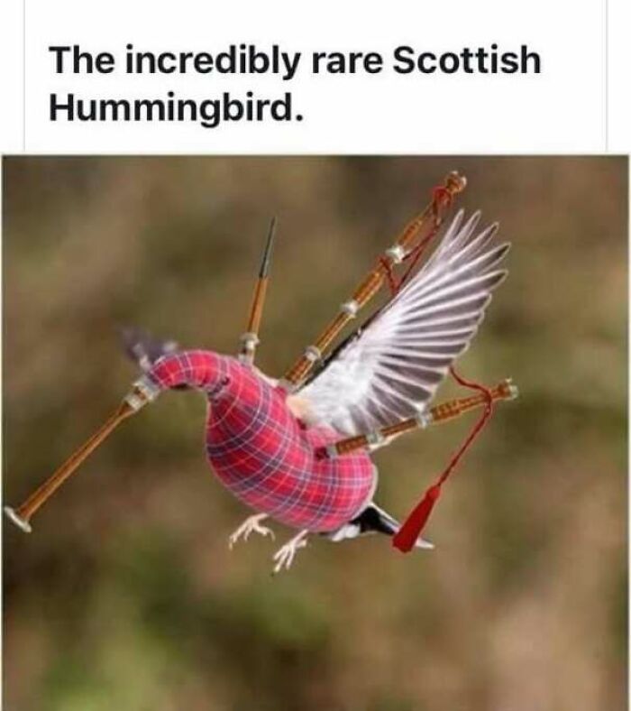 An image of a hummingbird edited to look like bagpipes as a wholesome meme.