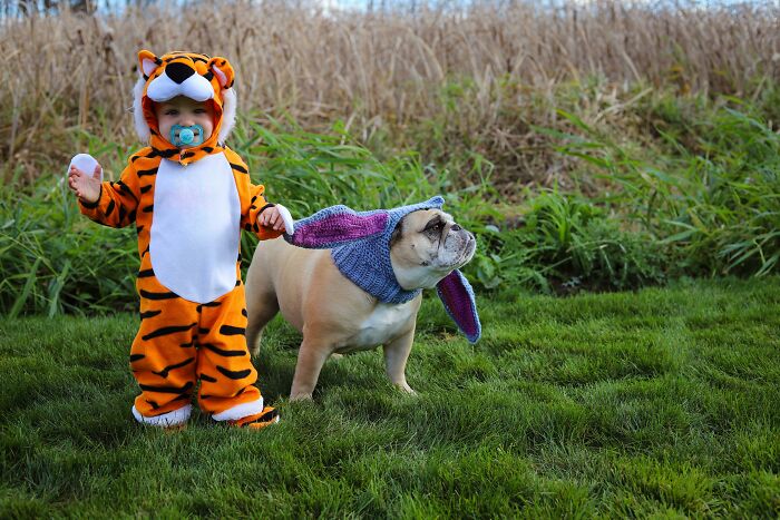A toddler dressed as Tigger next to a bulldog as Eeyore showcasing kids Halloween costumes.