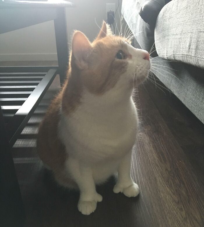 Curious cat sitting indoors glitch in the matrix