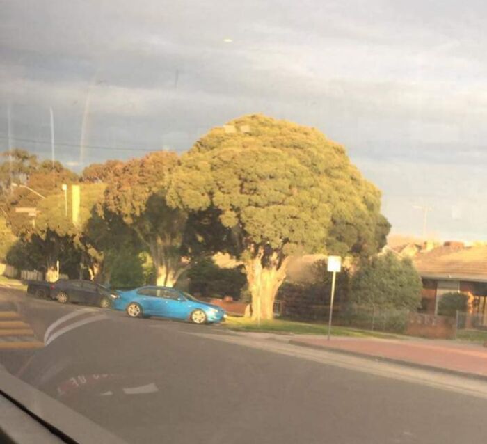 Tree shaped like broccoli in a neighborhood glitch