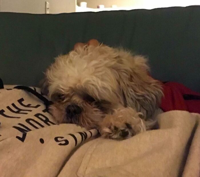 Small dog resting on person glitch matrix cozy moment