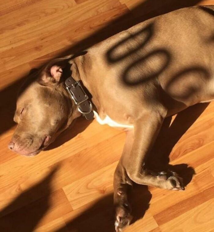 Dog sleeping with shadow spelling DOG on its body glitch