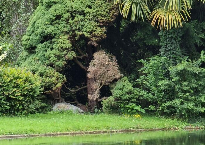 Tree resembling a lion shape near water creating a natural glitch