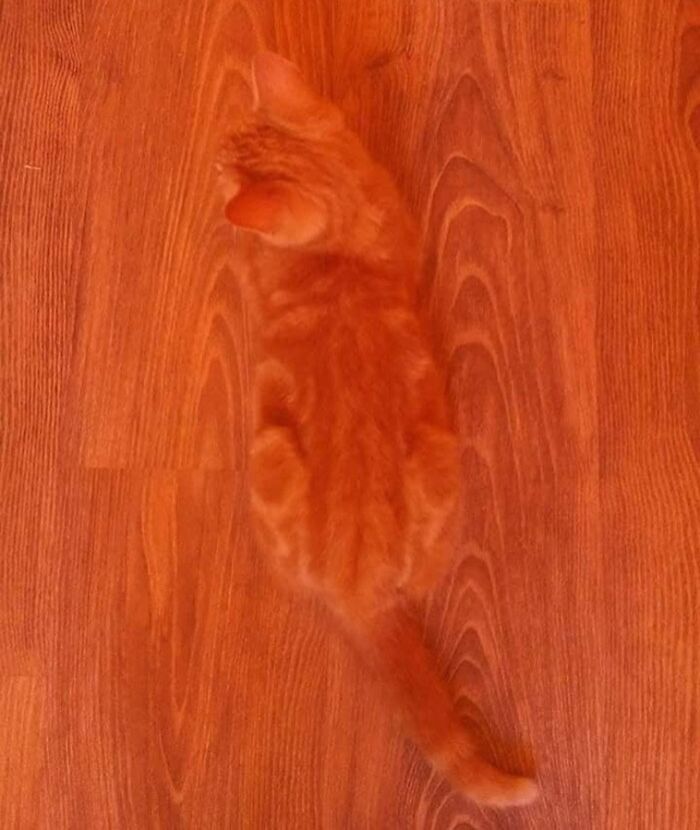 Orange cat blending in with wooden floor pattern creating camouflage effect