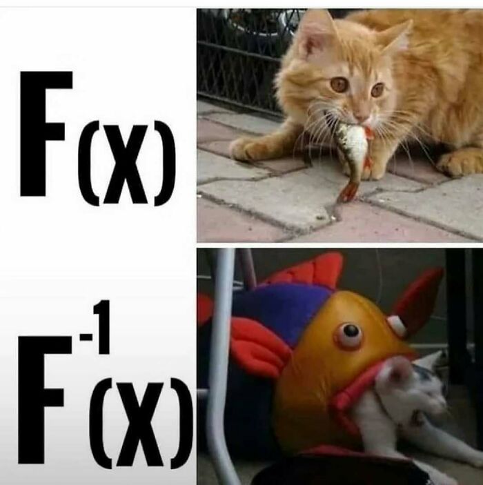 Amusing physics posts math meme with a cat eating a fish for function f(x) and inverse function f^-1(x).