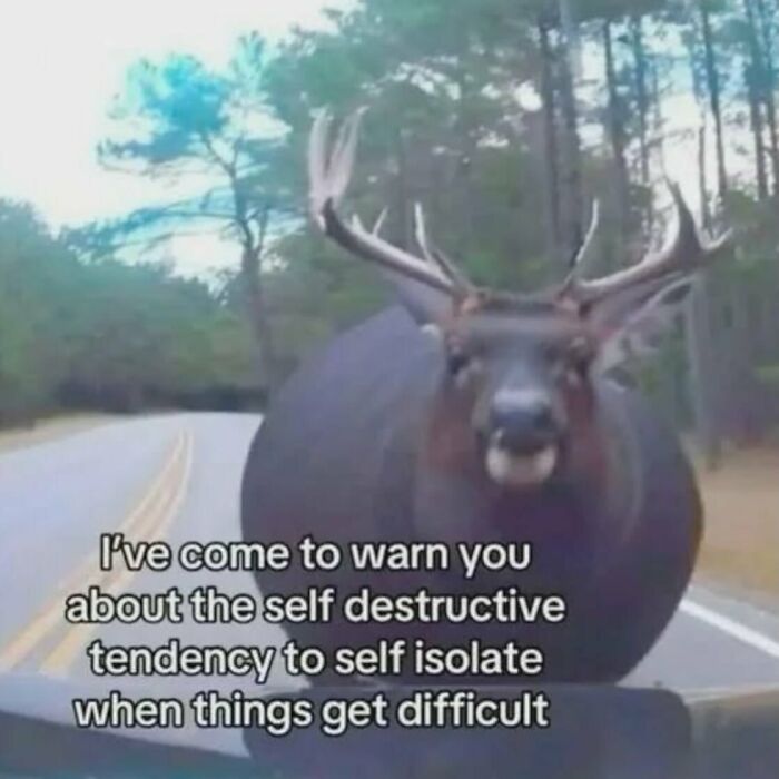 Relatable meme showing a deer on a road with text about self-isolating during difficult times.