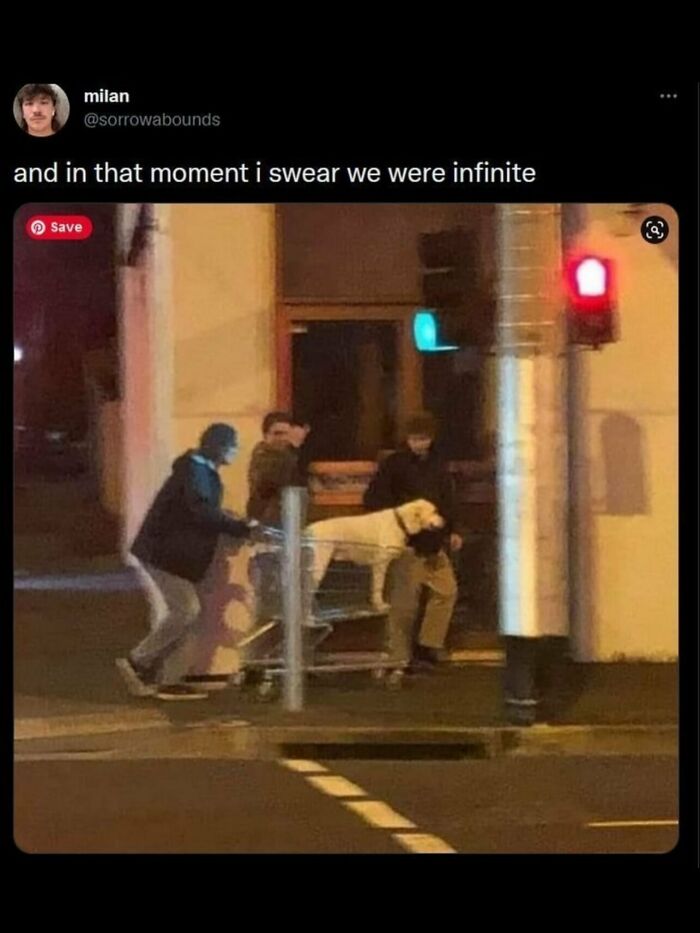 Relatable memes tweet with friends pushing a dog in a shopping cart at night.