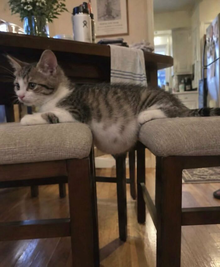 Relatable memes image of a cute kitten with a round belly lying across two chairs.