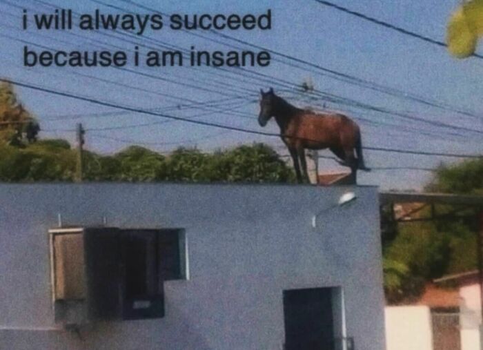 Relatable memes featuring a horse standing on a roof with text about succeeding.