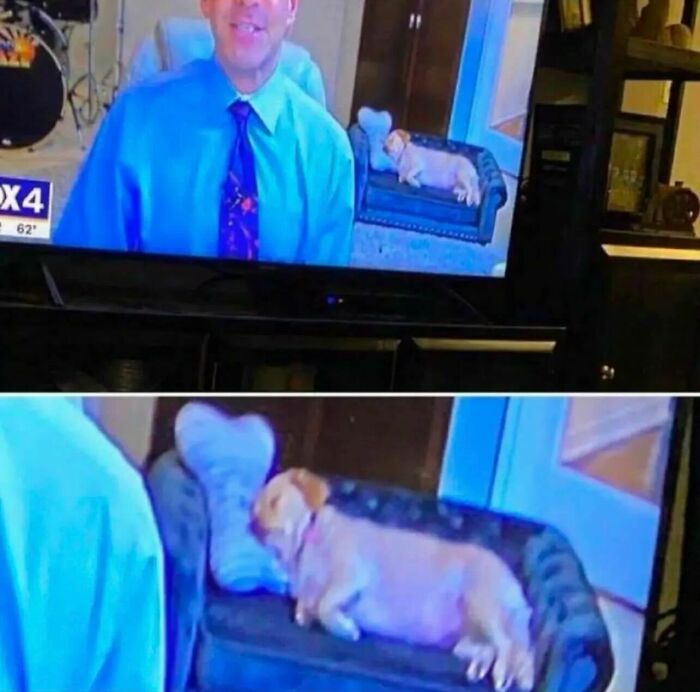 Relatable memes showing a dog sleeping on a tiny couch in the background of a news broadcast.
