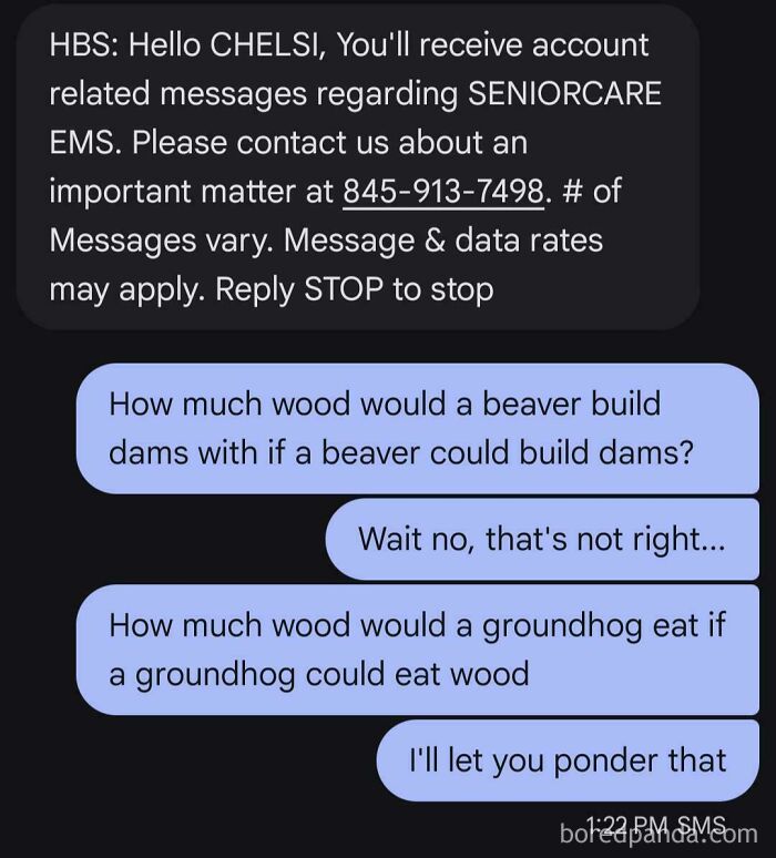 Screenshot of a funny text reply to an automated spam message about groundhogs and beaver dams.