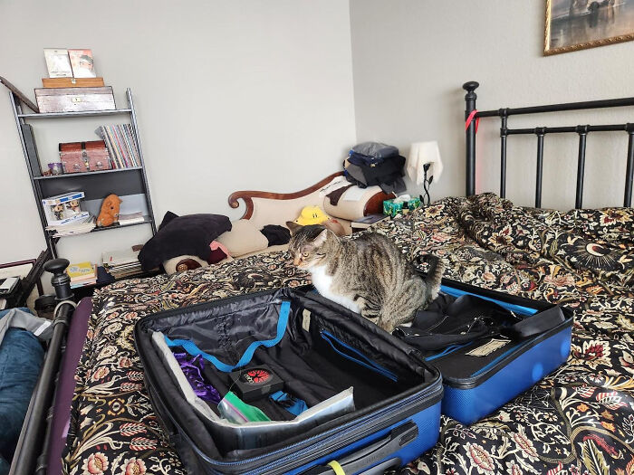 A tabby cat sitting inside an open suitcase on a bed during a hilarious cat crime.
