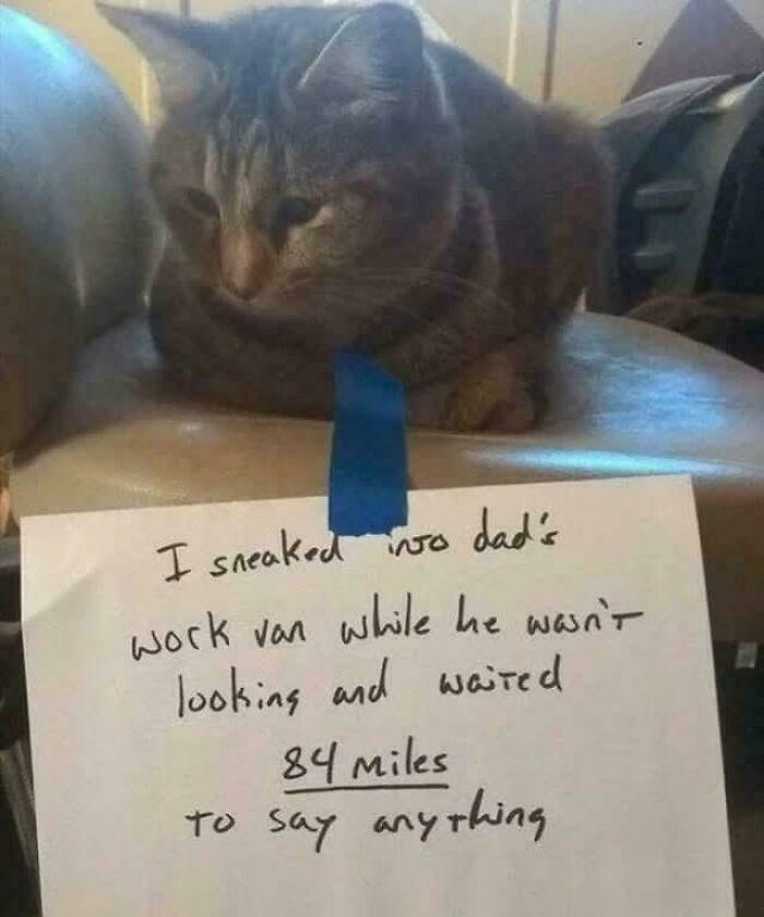 Tabby cat sitting behind a shaming sign for cat crimes after sneaking into a work van for 84 miles.