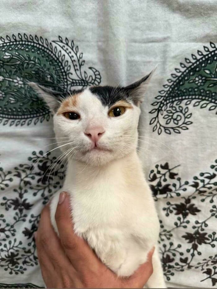 Person holding a calico cat with funny flat ears committing cat crimes with an unbothered expression.