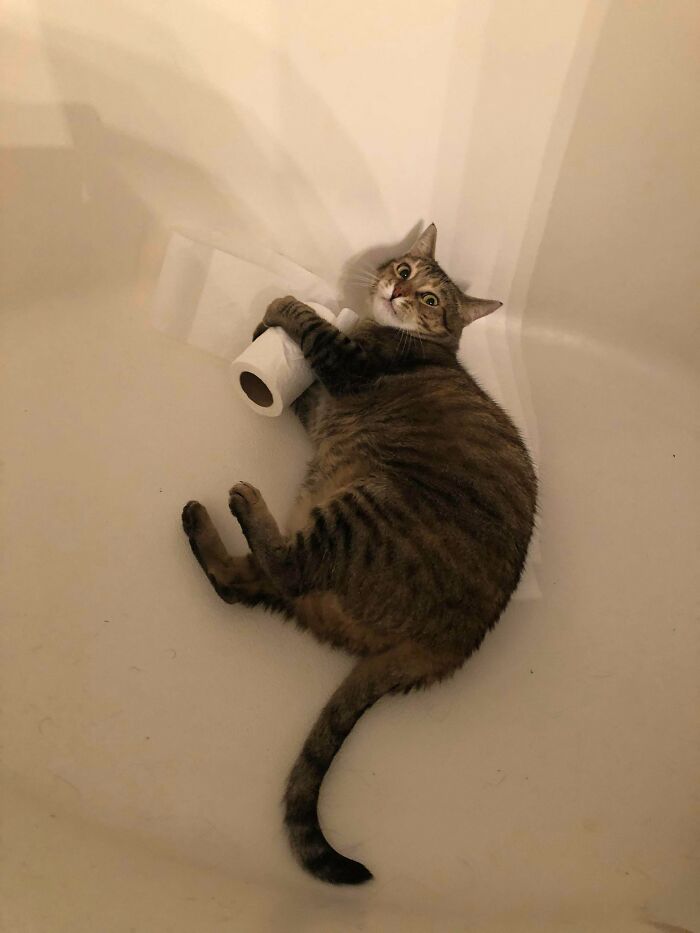 A tabby cat holding a toilet paper roll inside a bathtub showing hilarious cat crimes.