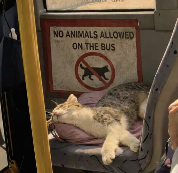 A sleeping cat breaking bus rules under a sign, depicting funny cat crimes.