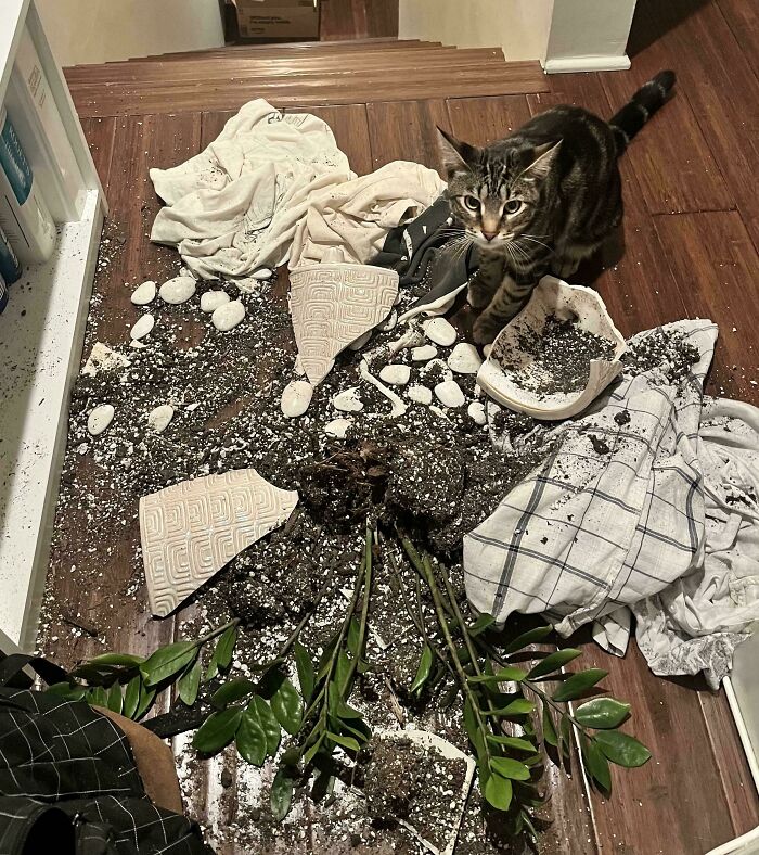 A tabby cat sitting next to a broken potted plant in one of many funny cat crimes.