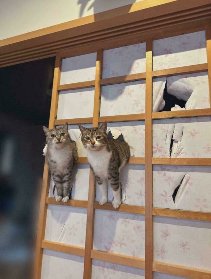 Two cats poking through a ruined paper door, showcasing hilarious cat crimes.