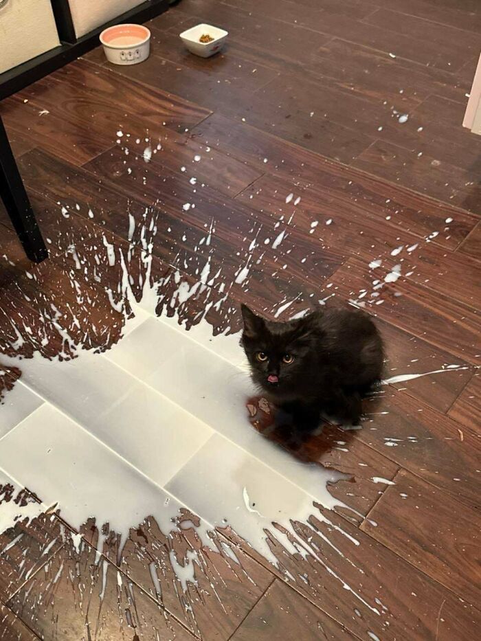 A black kitten amidst spilled milk on the floor, an example of hilarious cat crimes.