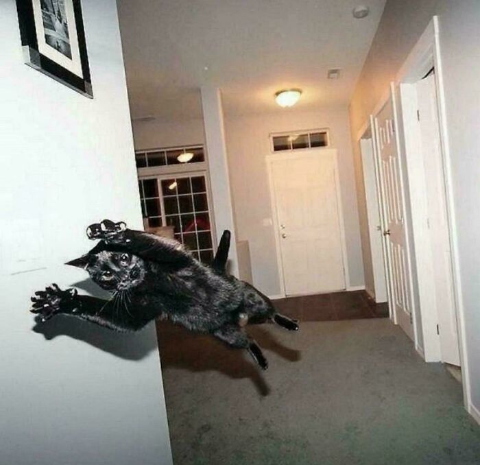 A black cat leaping mid-air indoors as an example of hilarious cat crimes.