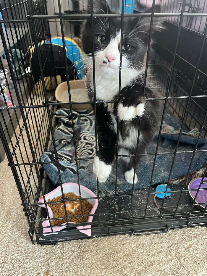 A black and white kitten behind wire cage bars displaying a hilarious cat crime expression.