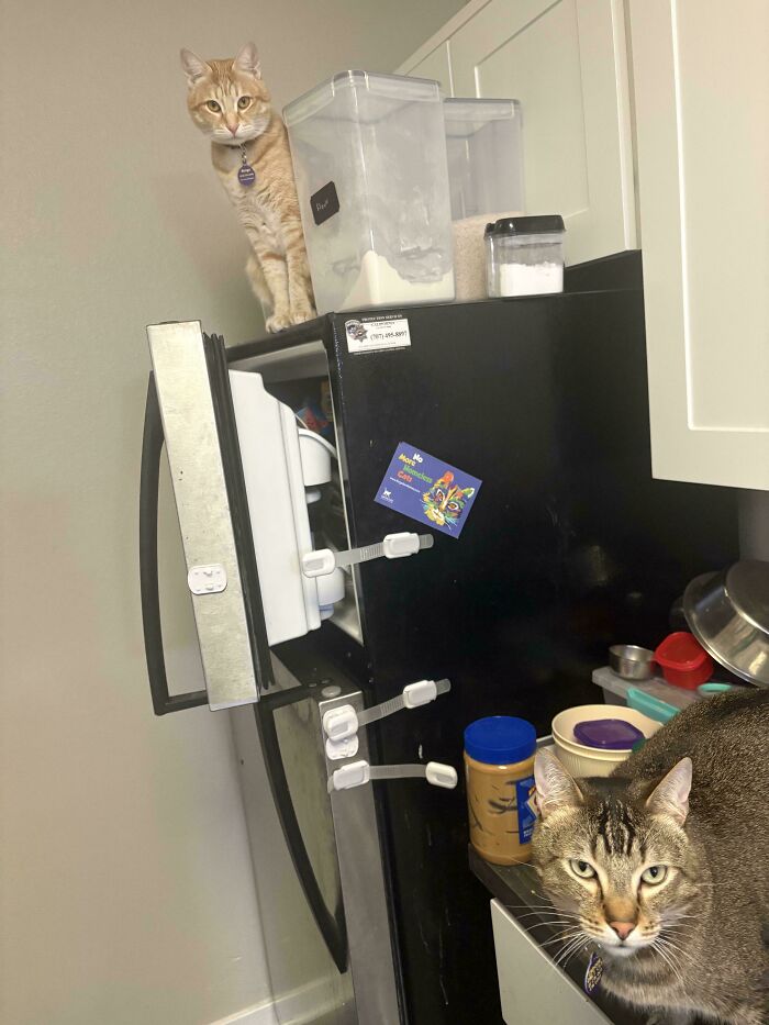 Ginger cat sitting atop an open refrigerator beside a tabby cat in a photo showcasing hilarious cat crimes.