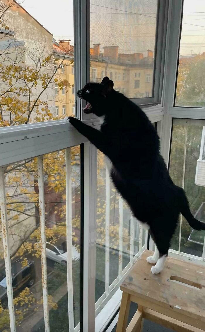 A vocal tuxedo cat standing on a wooden stool by a window, engaging in hilarious cat crimes.