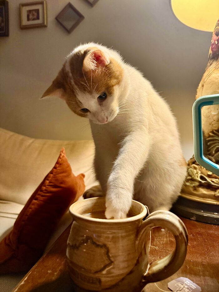 A curious ginger and white cat dipping its paw into a coffee mug, committing hilarious cat crimes.
