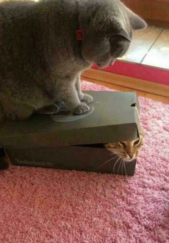 A cat sitting on top of a shoe box with another cat trapped inside, showcasing hilarious cat crimes.