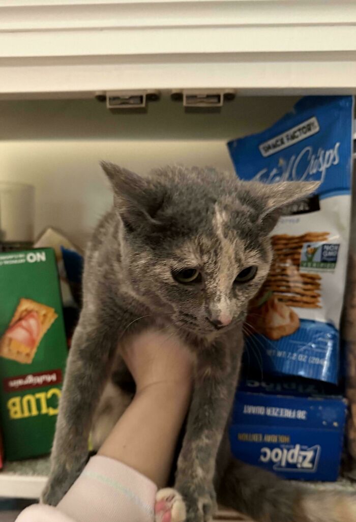 Hilarious cat crimes caught in action as a grey cat gets caught stealing food from a kitchen pantry.