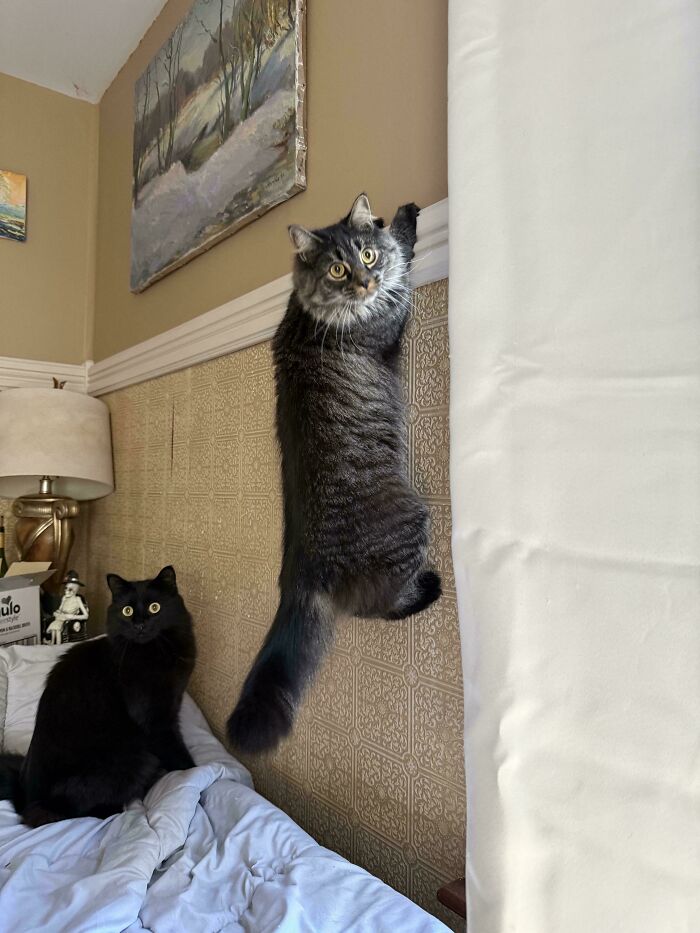 Hilarious cat crimes featuring a fluffy cat scaling the wall as another black cat watches from the bed.