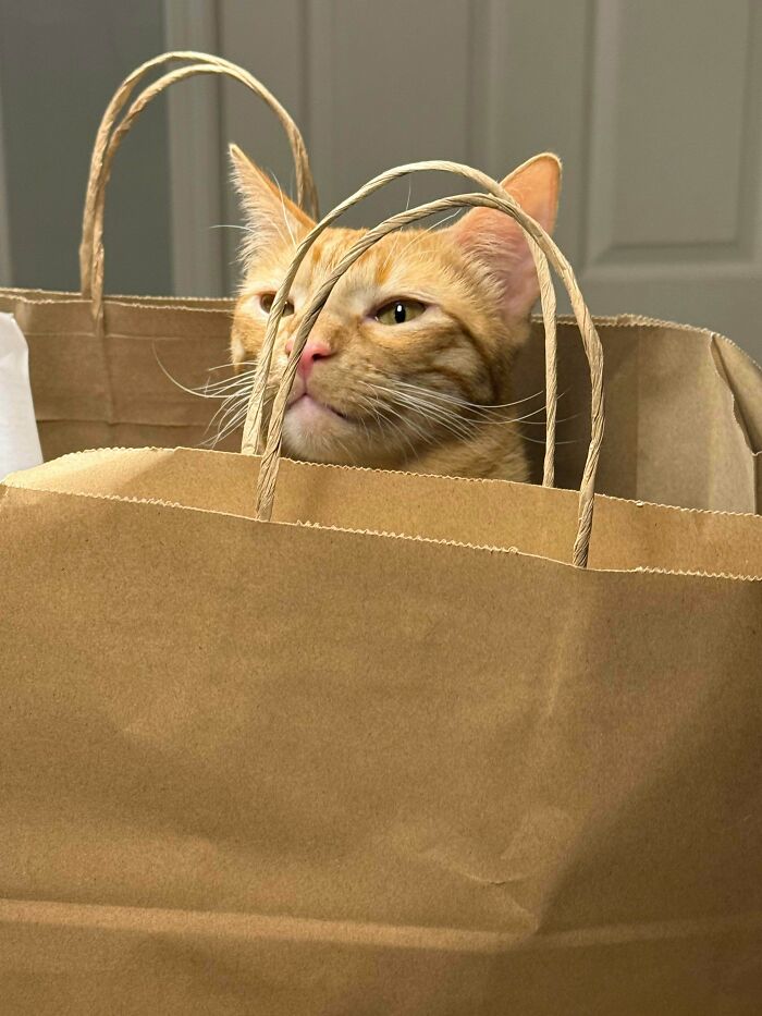 Hilarious cat crimes show an orange tabby cat peeking out from a brown paper shopping bag.