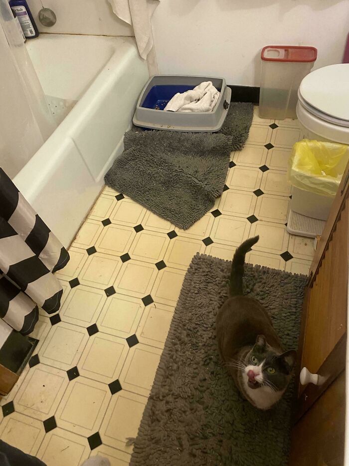 A cat standing on a bathroom rug near a litter box, committing hilarious cat crimes