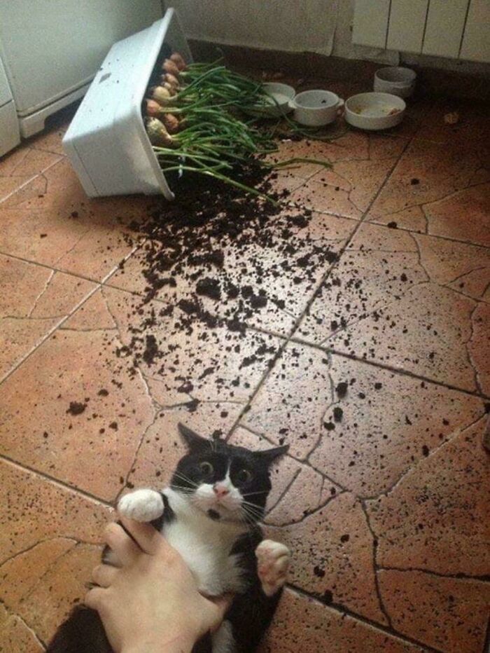 A cat caught red-handed next to a spilled planter pot, engaged in hilarious cat crimes
