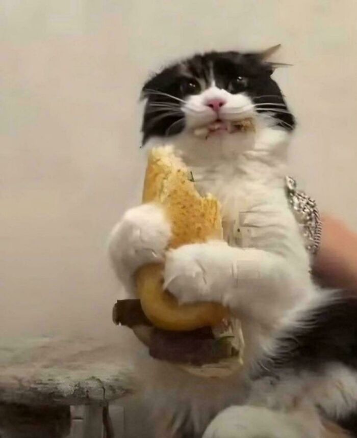 A black and white cat holding a giant sandwich in its paws as part of hilarious cat crimes